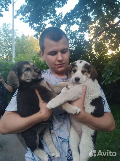 В хорошие руки