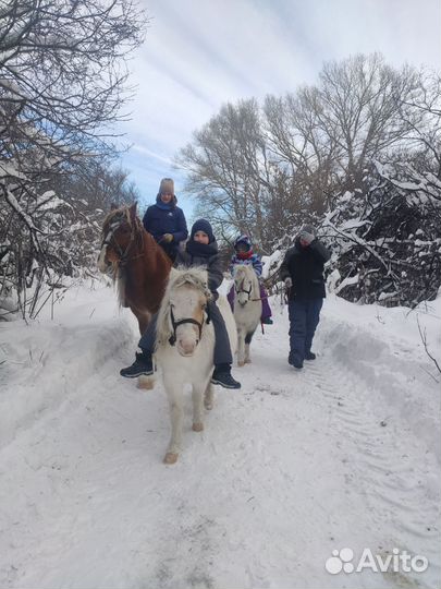 Прокат на лошади и пони, выезд на праздники