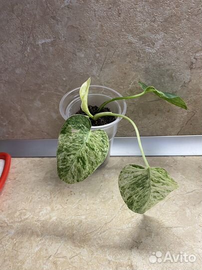 Филодендрон Гигантум вариегатный