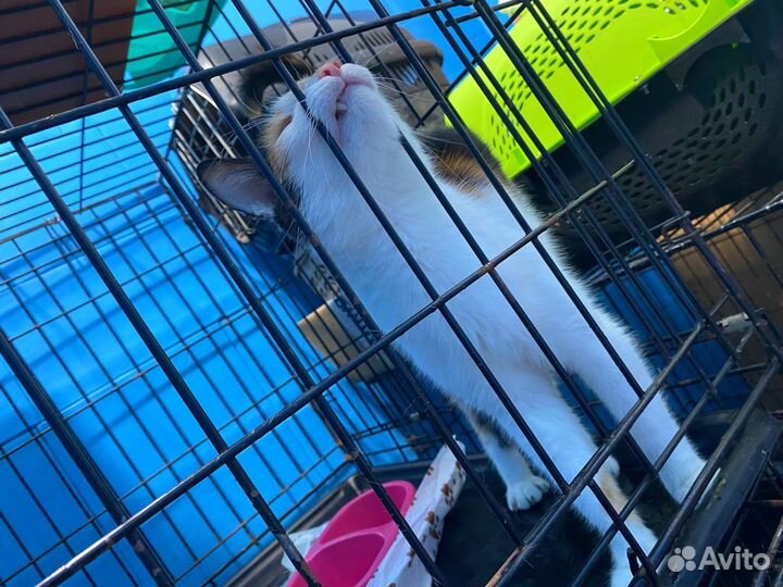 Трехцветная кошка в добрые руки