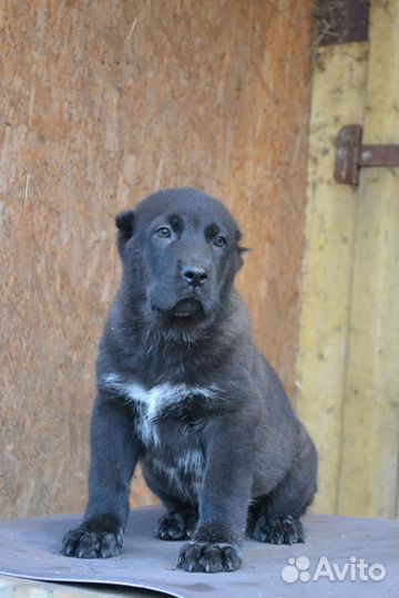 Щенки сао алабай