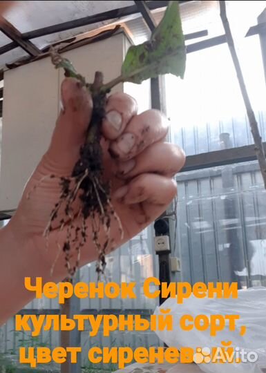 Нягань сирень