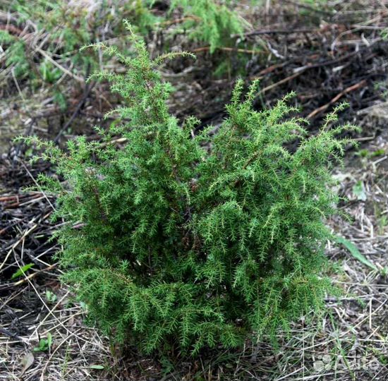 Можжевельник, саженцы от 50см