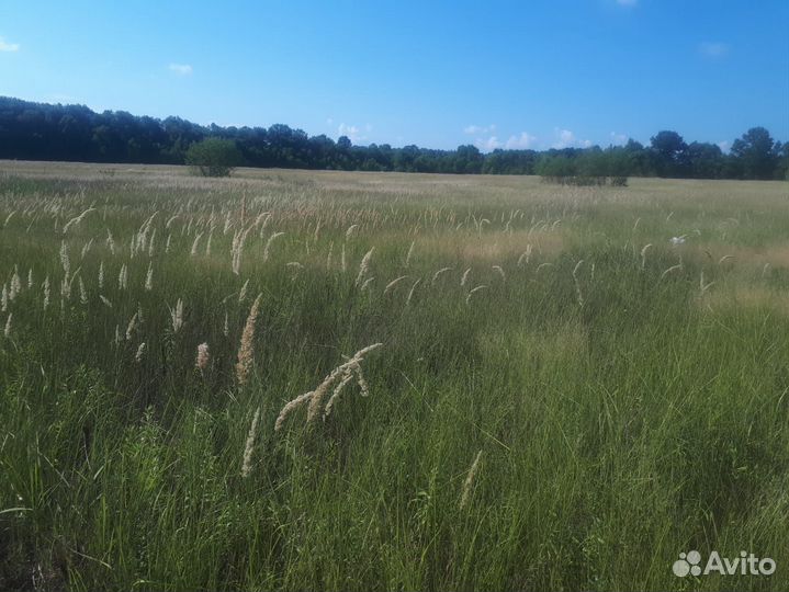 Сено в тюках разнотравье луговое