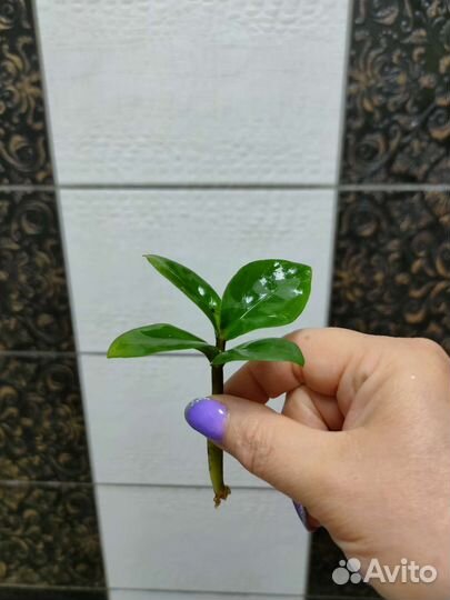 Замиокулькас Зензи и чёрный