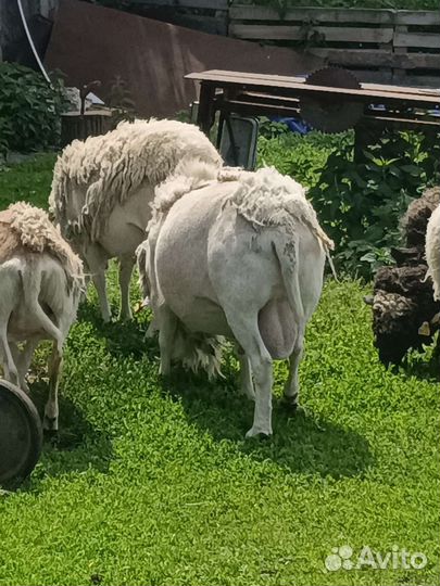 Продаются овцы, барашки, ягнята Катумские
