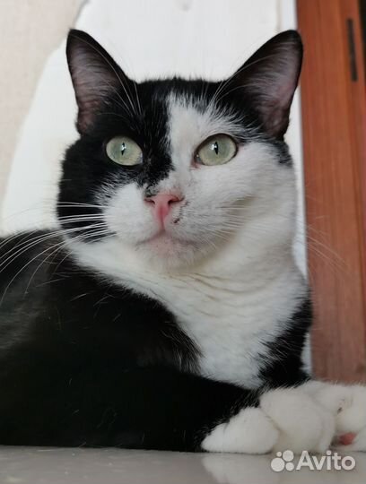 Феликс кот котик в дар