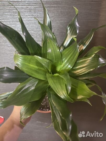 Драцена фрагранс компакта