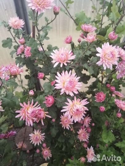 Хризантемы и сентябринки