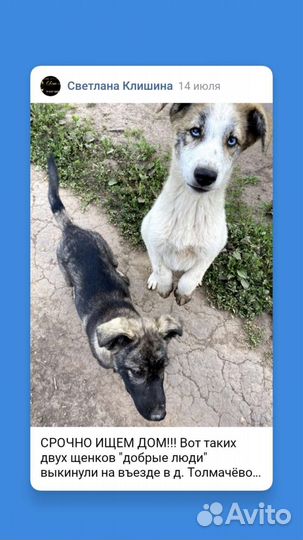 Щенок в добрые руки бесплатно