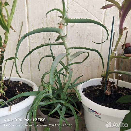 Алоэ отдам отростки