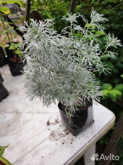 Многолетники