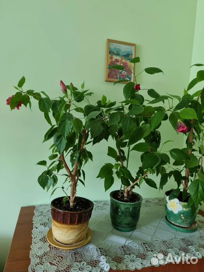 Гибискус,Китайская роза