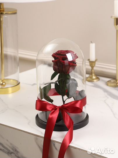 Роза бордовая в колбе.Красавица и чудовище