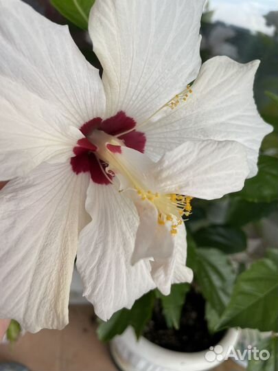 Сортовые гибискусы