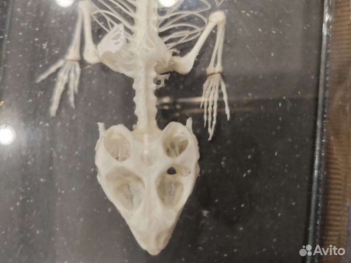 Скелет ящерицы (наглядное пособие)