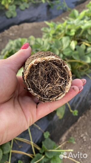 Клубника рассада