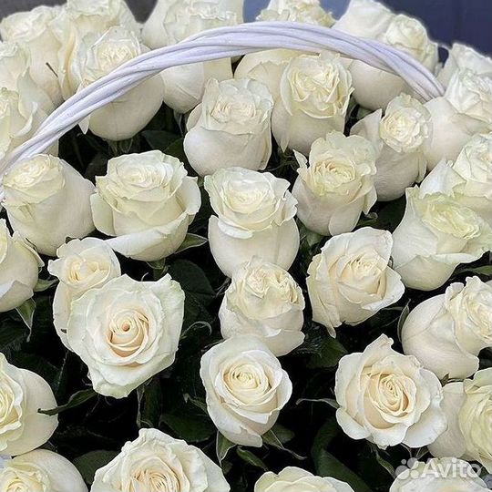 101 Роза Цветы Букеты 51 25 Роз Доставка