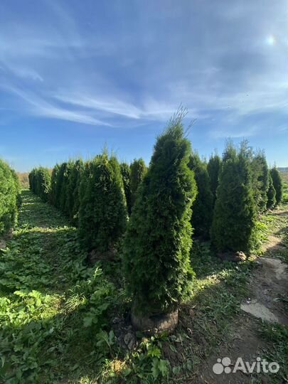 Туя смарагд 2,85 метра