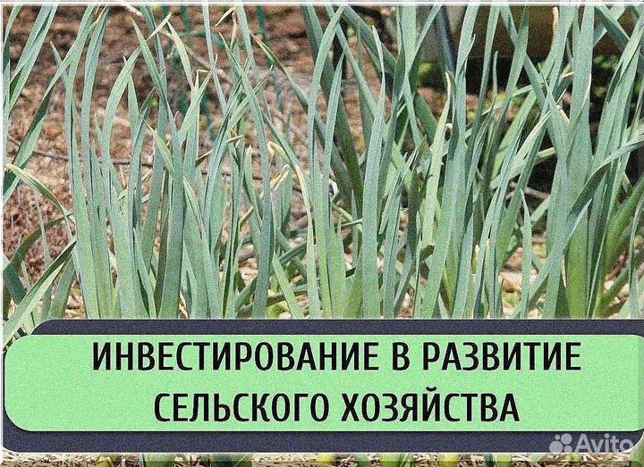 Развивающаяся компания ищет инвесторов