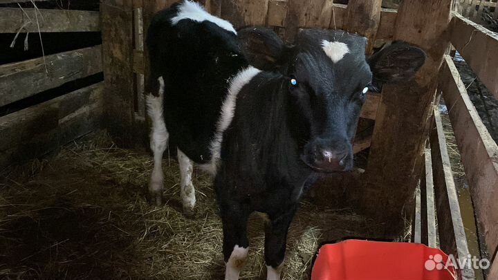 Продам телок