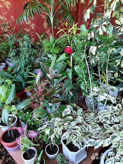 Экзотические растения