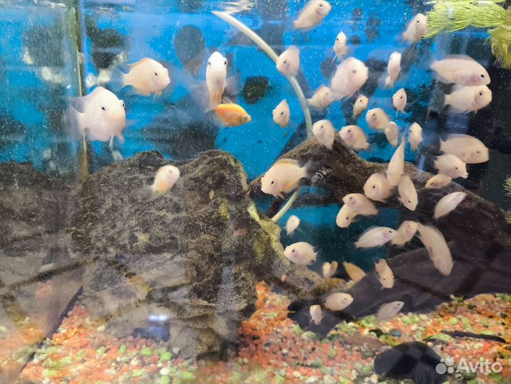 Рыбки цихлиды