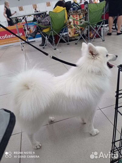 Японский шпиц2 щеночки