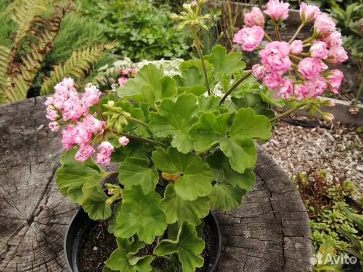 Пеларгония герань Australies Pink