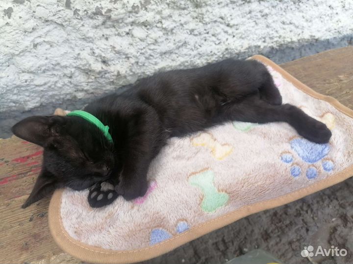 Черный котенок девочка в добрые руки