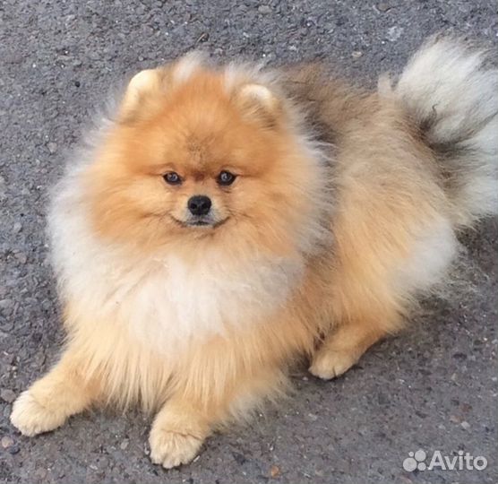 Кобели для вязки