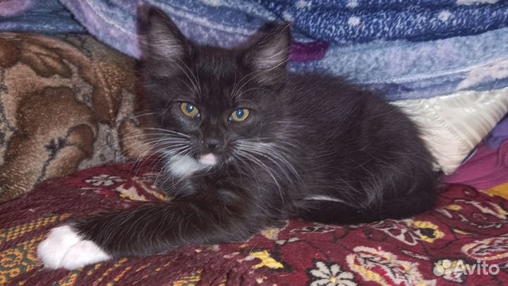 Котята черные, чёрно-белые, черно-рыжая
