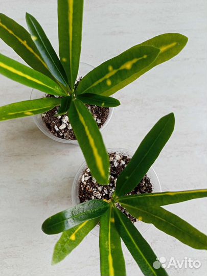 Кодиеум кротон Санни стар