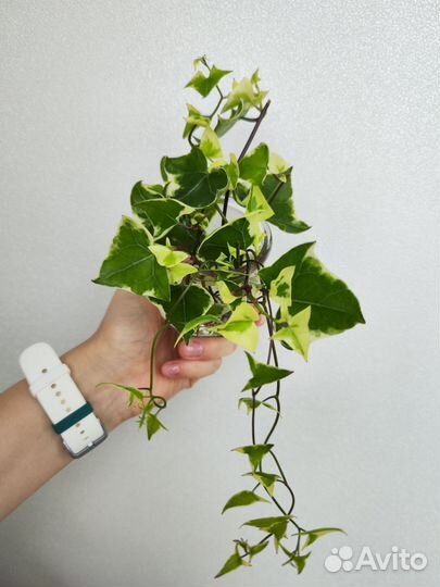 Крестовник крупноязычковый