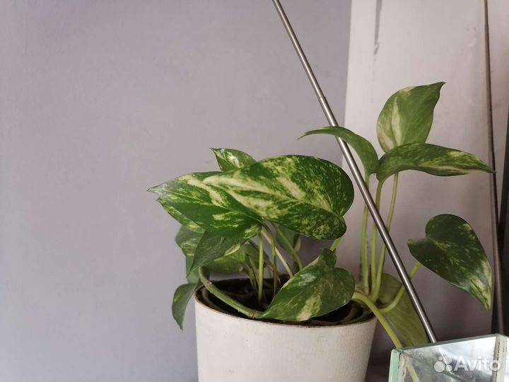 Комнатные растения