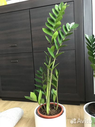 Замиокулькасы (долларовое дерево) высокие, кустами