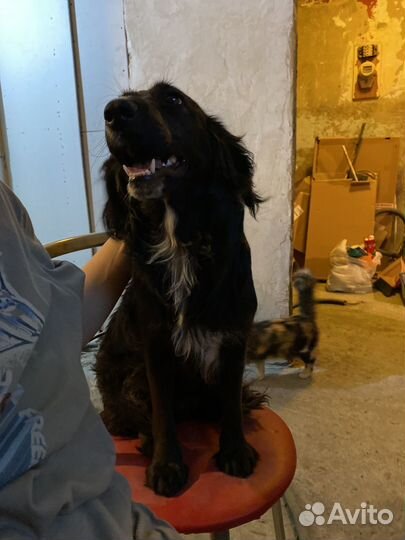 Собака спаниель отдам