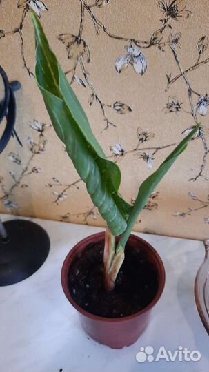 Аглаонема пикок