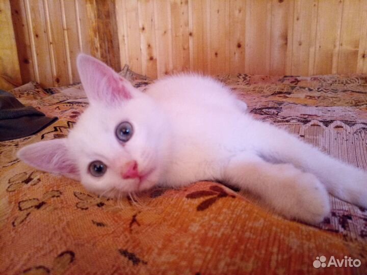 Красивая кошечка