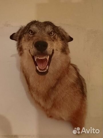 Чучело волка