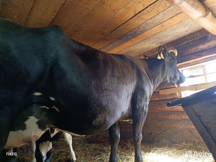 Корова дойная