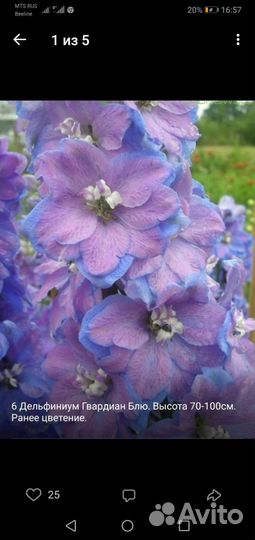 Цветы многолетники