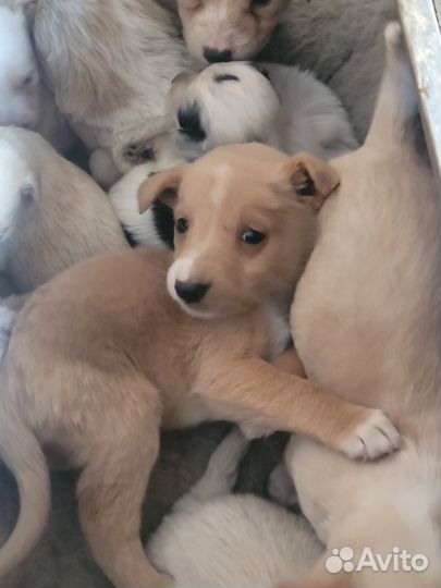 Собака в добрые руки отдам бесплатно