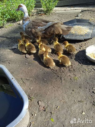 Индоутята 3х дневные