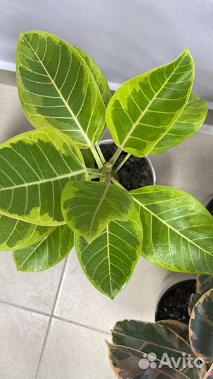 Фикус.Бенгальский (Андрей)