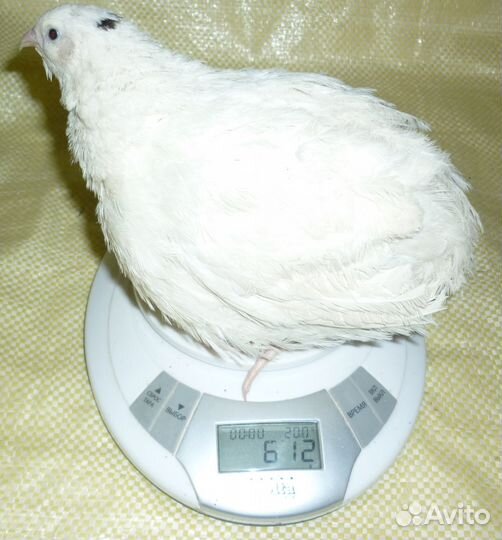 Яйца инкуб. и перепелки живьем