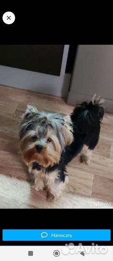 Йоркширский терьер щенки