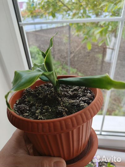 Драцена фрагранс