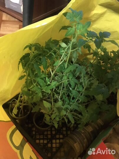 Рассада помидор