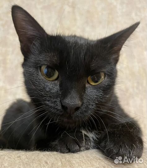 Кошечка ищет семью